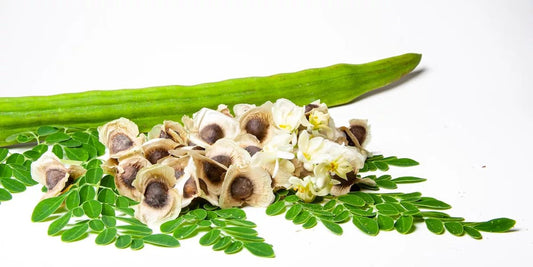 🌿 Ultimate Guide to Moringa Seeds: Health Benefits, Uses & Where to Buy - Organical